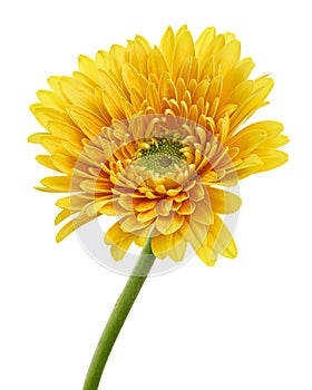 Yellow Barberton daisy flower, Gerbera jamesonii, isolated on white background, with clipping path