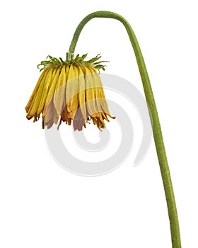 Yellow Barberton daisy flower, Gerbera jamesonii, isolated on white background, with clipping path