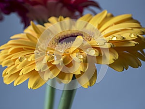 Yellow Barberton daisy,Gerbera jamesonii