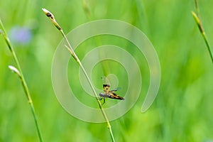 Yellow-barred Flutterer Rhyothemis phyllis dragonfly