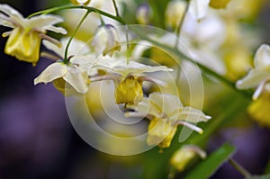 Yellow barrenwort epimedium flowers