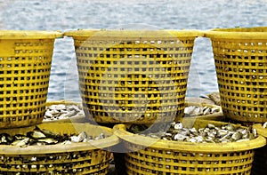 Yellow baskets of freshly caught fish