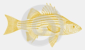 Yellow bass, a freshwater fish from the united states in side view photo