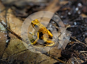 Yellow Bastimentos Poison-dart frog