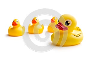 Yellow bath ducks