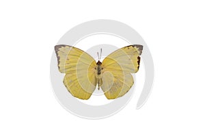 Yellow batterfly