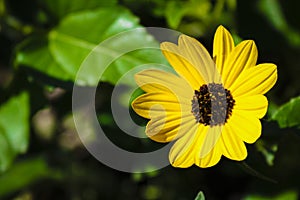 Yellow Beach Sunflower
