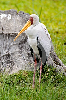 A yellow beak stork