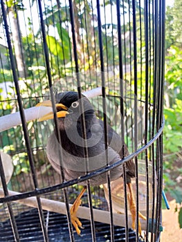 Yellow-beaked black starling in a cage