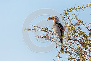 Yellow-beaked hornbill tockus flavirostris sitting on tree
