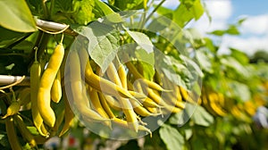 Yellow beans thrive on winding green vines.AI Generated