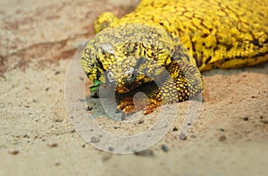 Yellow Bearded Dragon