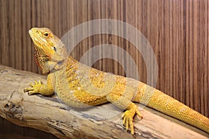 Yellow Bearded Dragon