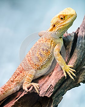 Yellow bearded dragon