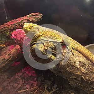 Yellow bearded dragon exotic reptile animal closeup