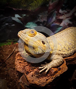 Yellow Bearded Dragon Lizard perched atop a rocky landscape and surrounded by lush green foliage