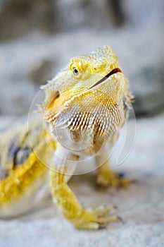 Yellow bearded dragon portrait