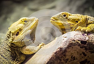 Yellow bearded dragons