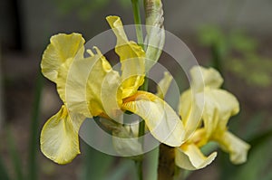 Yellow Bearded Iris 1