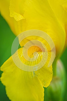 Yellow bearded iris