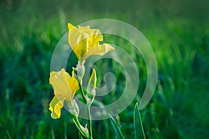 Yellow bearded iris