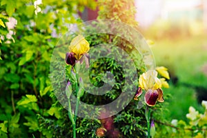 Yellow Bearded Iris blooming in summer