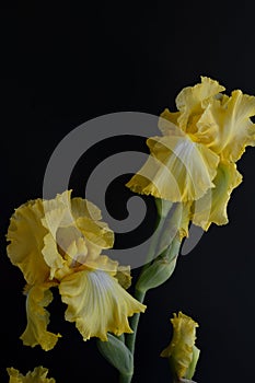 Yellow bearded iris closeup black background text area upper left side vertical
