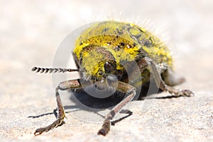 Yellow beatle