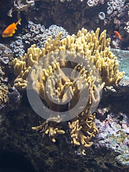 Yellow Beautiful Anemone inside Aquarium with Fish