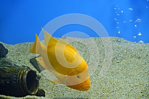 Yellow beautiful aquarium fish cichlasoma citron, lemon cichlasoma.