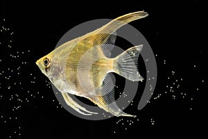yellow beautiful betta fish isolated black background bubbles. High quality photo