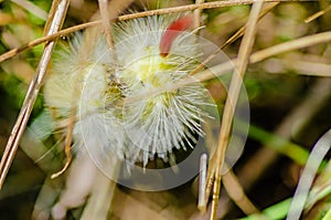 Yellow beautiful caterpillar close-up with red tail