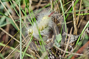 Yellow beautiful caterpillar close-up with red tail