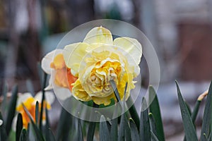 Yellow beautiful daffodil flower on a blurry green background on a sunny day.