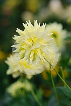 Yellow beautiful dahlia flowers in summer and autumn in the garden