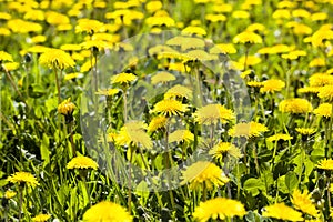 yellow beautiful dandelions