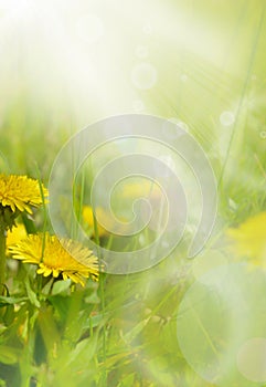 Yellow beautiful dandelions in meadow