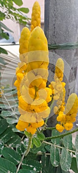 Yellow Beautiful Flower