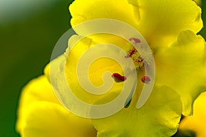 Yellow beautiful flower on the flowerbed close-up