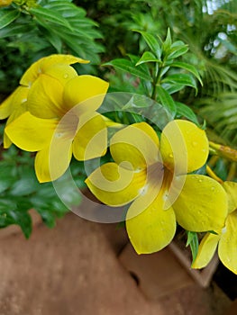 Yellow beautiful flower with rain dro photo