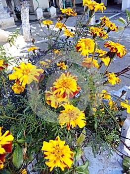 Yellow beautiful flowers on grave fresh amazing