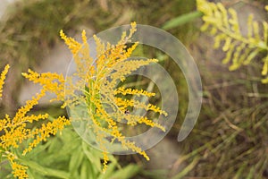 Yellow beautiful goldenrod solidago canadensis flower - close up photo with selective focus