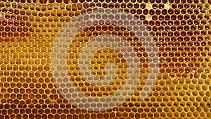 Yellow beautiful honeycomb with honey, background. Top view. Free space for your text