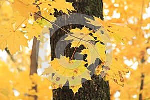 Yellow beautiful leaves in the autumn forest