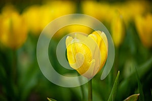 Yellow beautiful meadow flowers tulips or narcisss grow in a meadow or in a garden