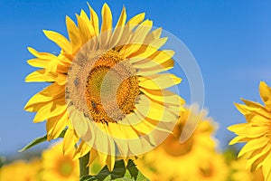 Yellow beautiful sunflower