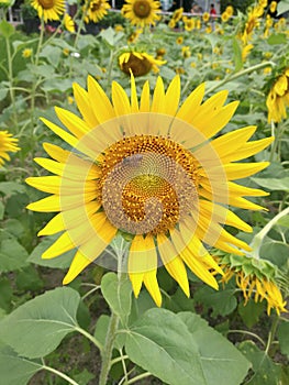 Yellow beautiful sunflower