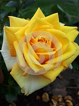 Yellow beautifull rose