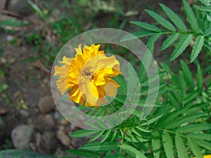 the yellow beautyful flower