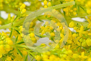 Yellow Bedstraw (Galium Verum) Flowers Close-Up